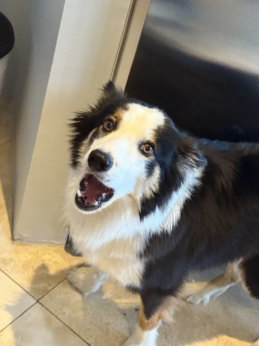 Tricolor Border Collie looking up with its mouth open showing its teeth