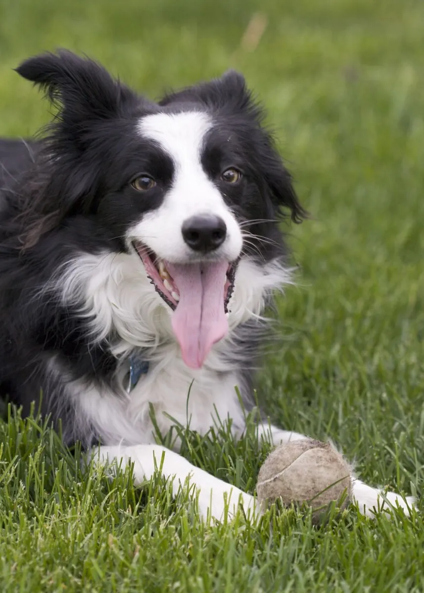 Tired Border Collie panting on the grass next to a tennis ball after a game of fetch