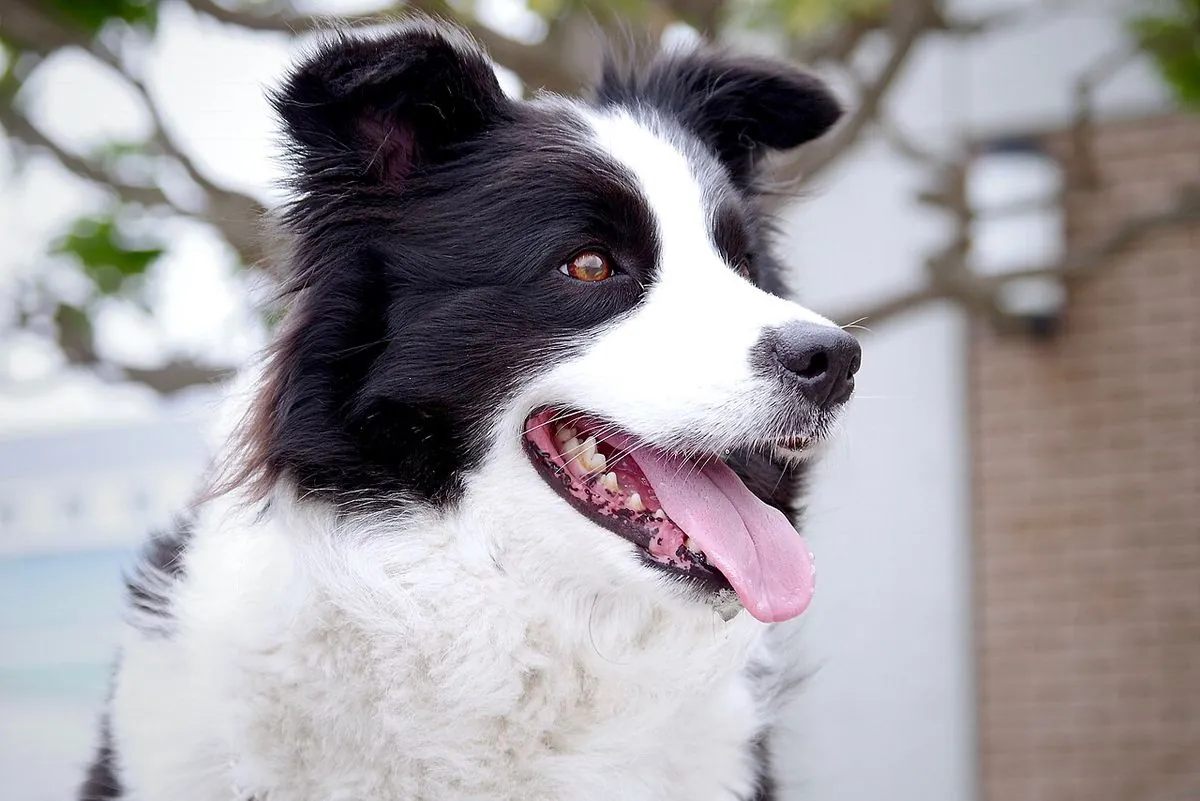 Black and white Border Collie panting after exercise outdoors