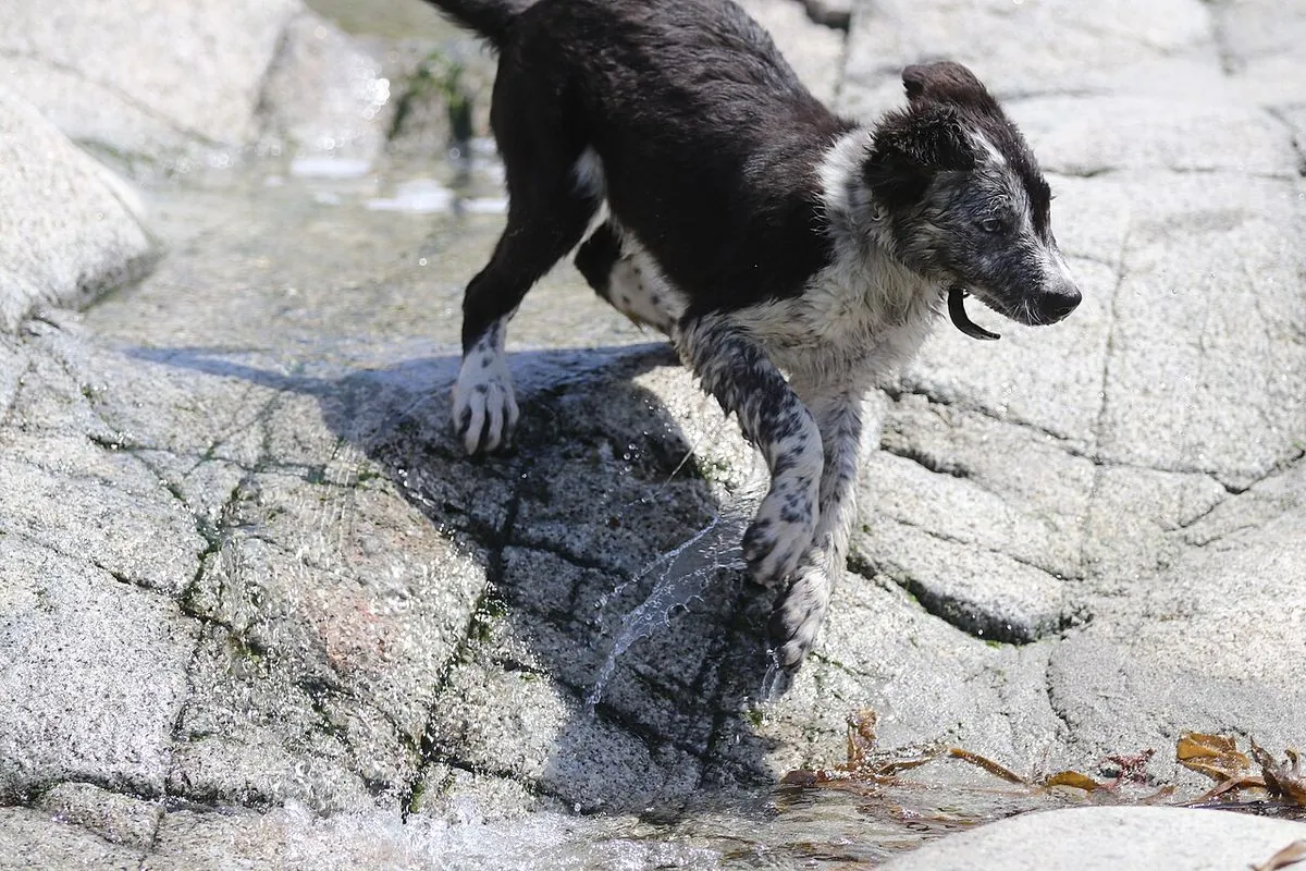 Young Border Collie puppy splashing across wet rocks at the shore