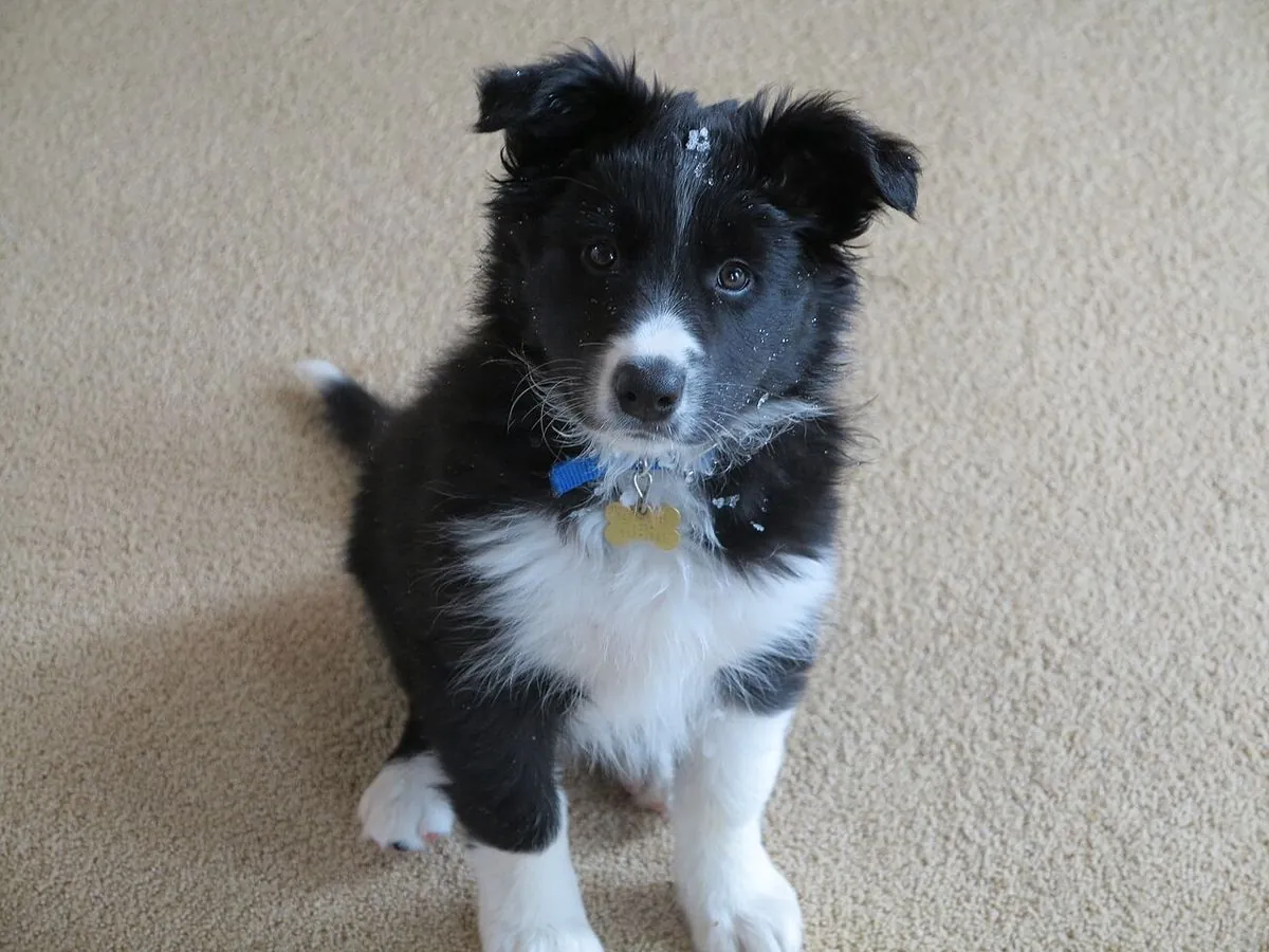 Nine week old black and white Border Collie puppy sitting on carpet