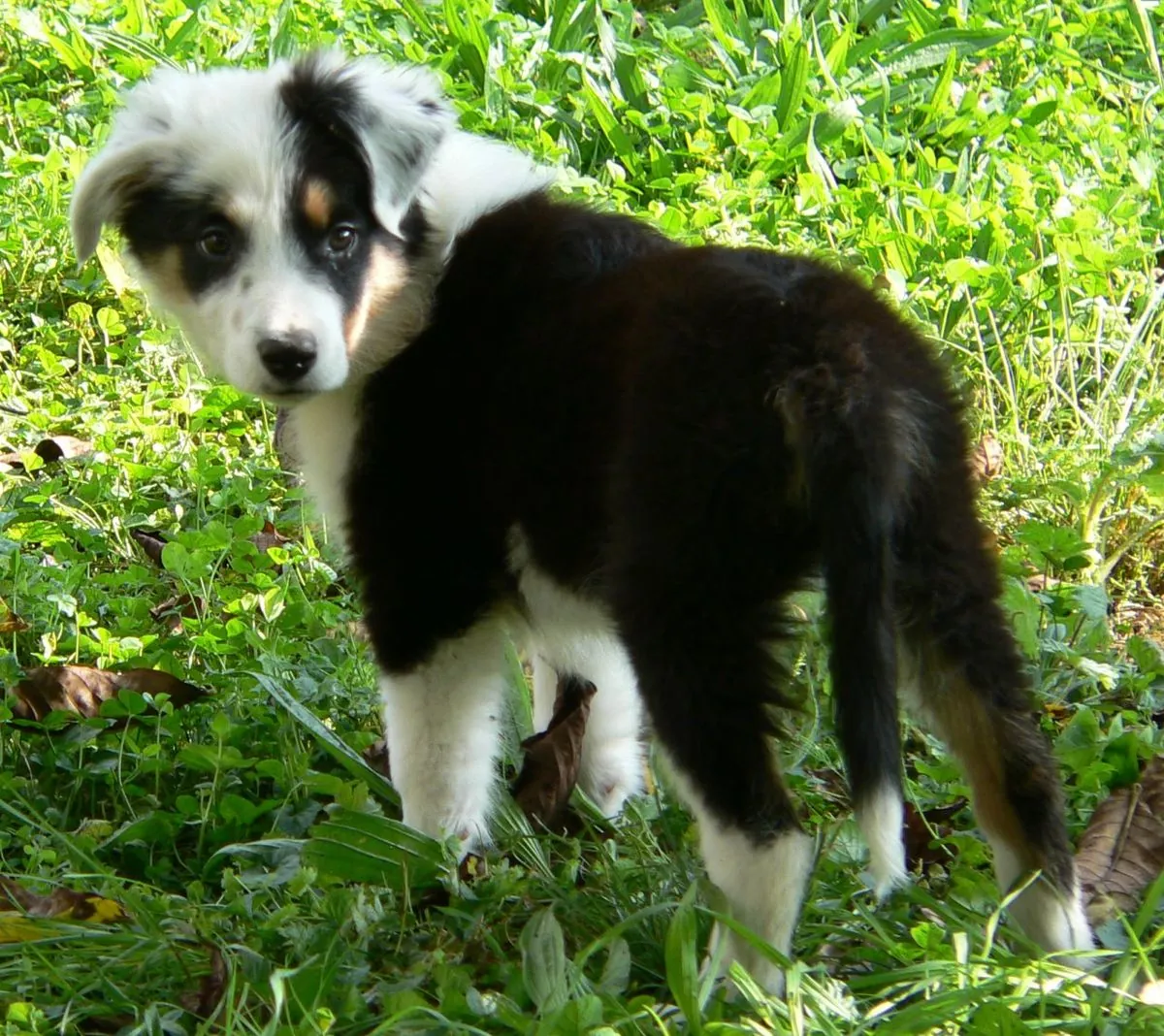 Tricolor Border Collie puppy exploring the garden and looking back over its shoulder