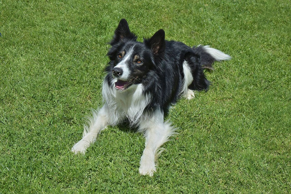 Relaxed adult Border Collie lying on green grass with its mouth open