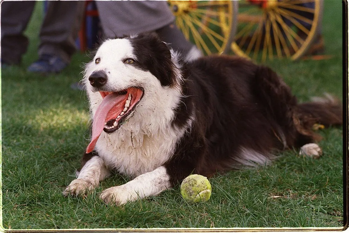 Adult Border Collie resting on the grass next to a tennis ball after a training session