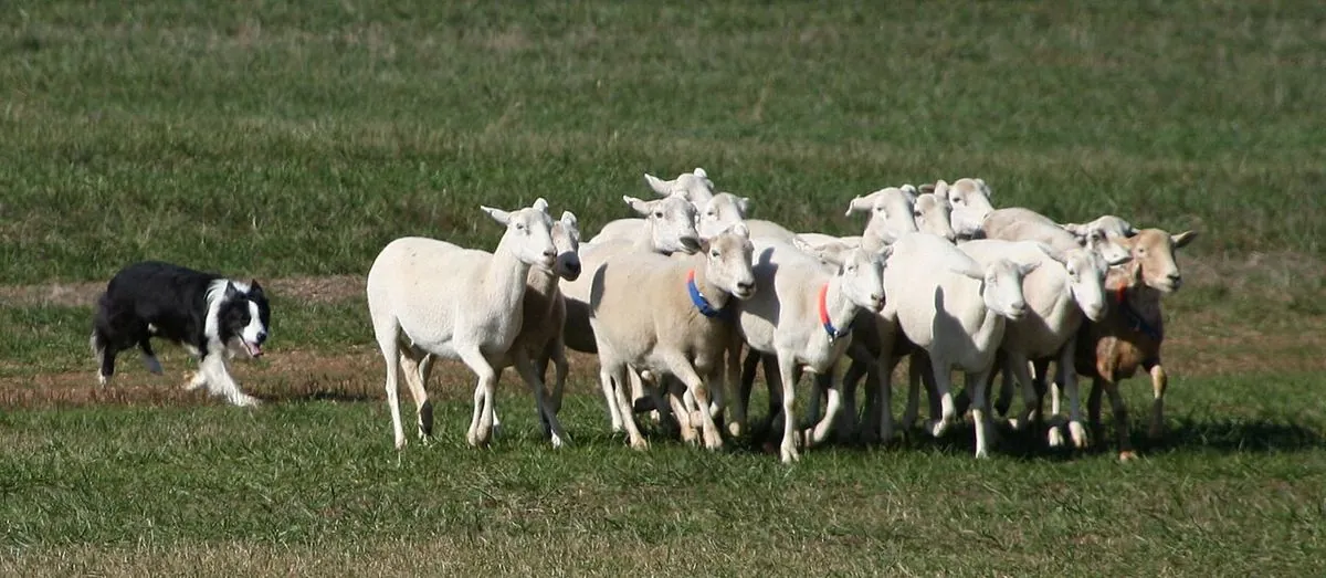 Border Collie herding a flock of sheep across a field at a sheepdog trial