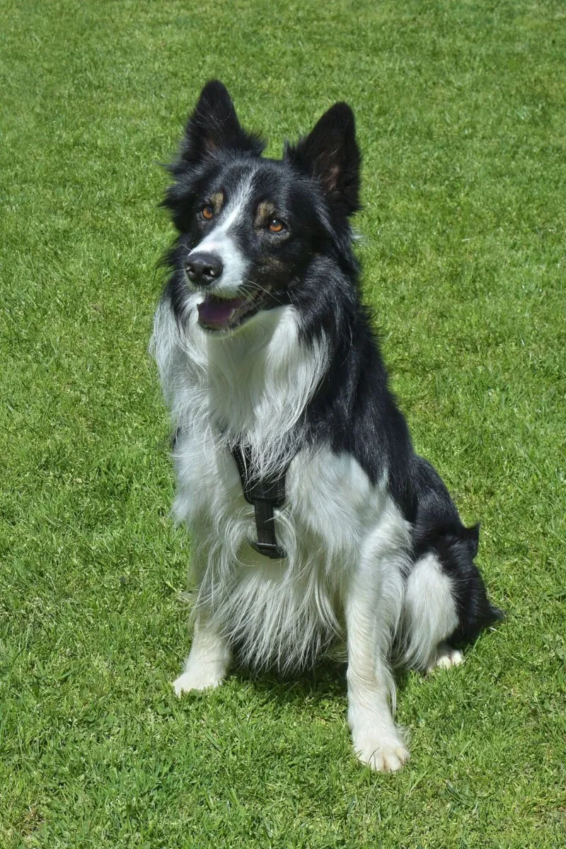 Black and white Border Collie in a harness sitting politely on a lawn