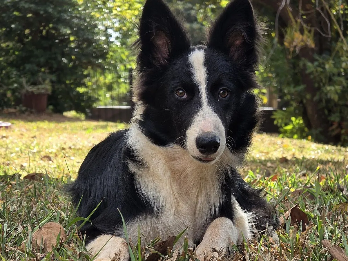 Young black and white Border Collie lying on the grass and looking at the camera