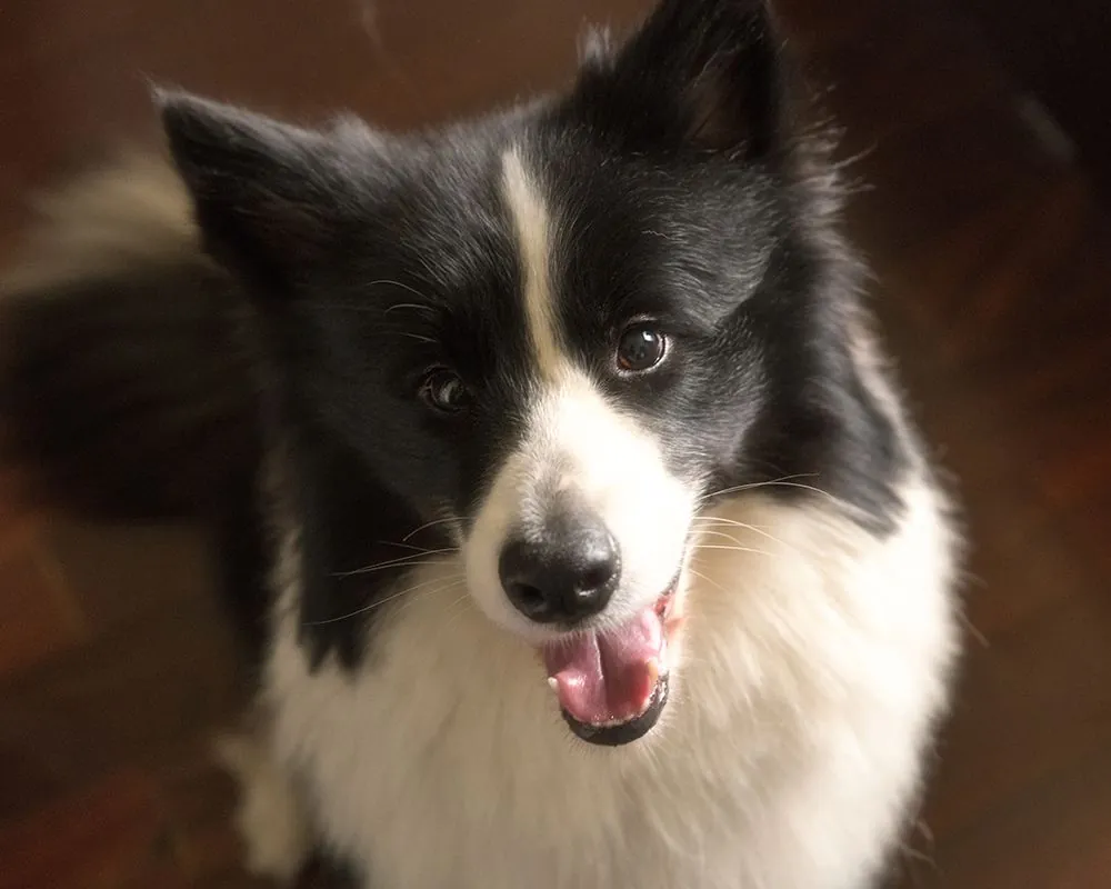 Black and white Border Collie looking up attentively, waiting for a training cue