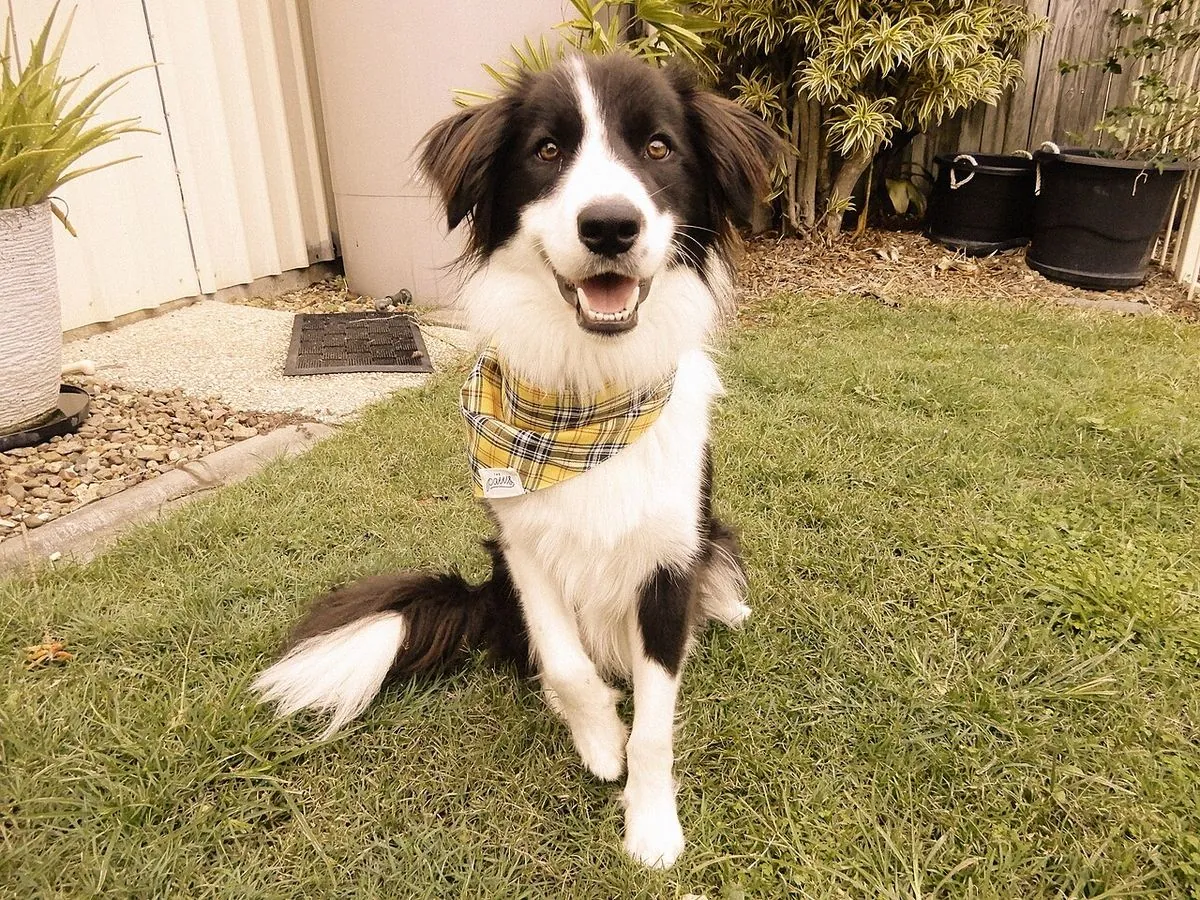 Happy black and white Border Collie wearing a plaid bandana in a yard