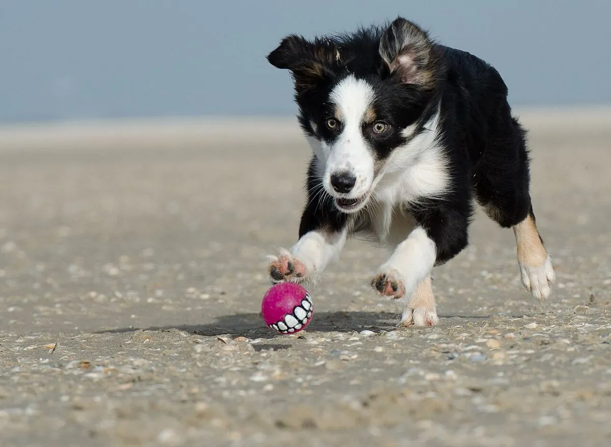 Tricolor Border Collie pouncing on a pink rubber ball on the sand