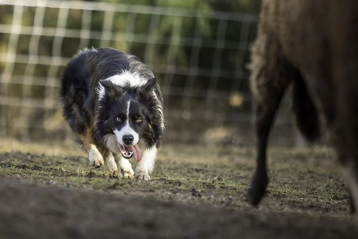 Border Collie stalking toward a sheep with an intense herding stare