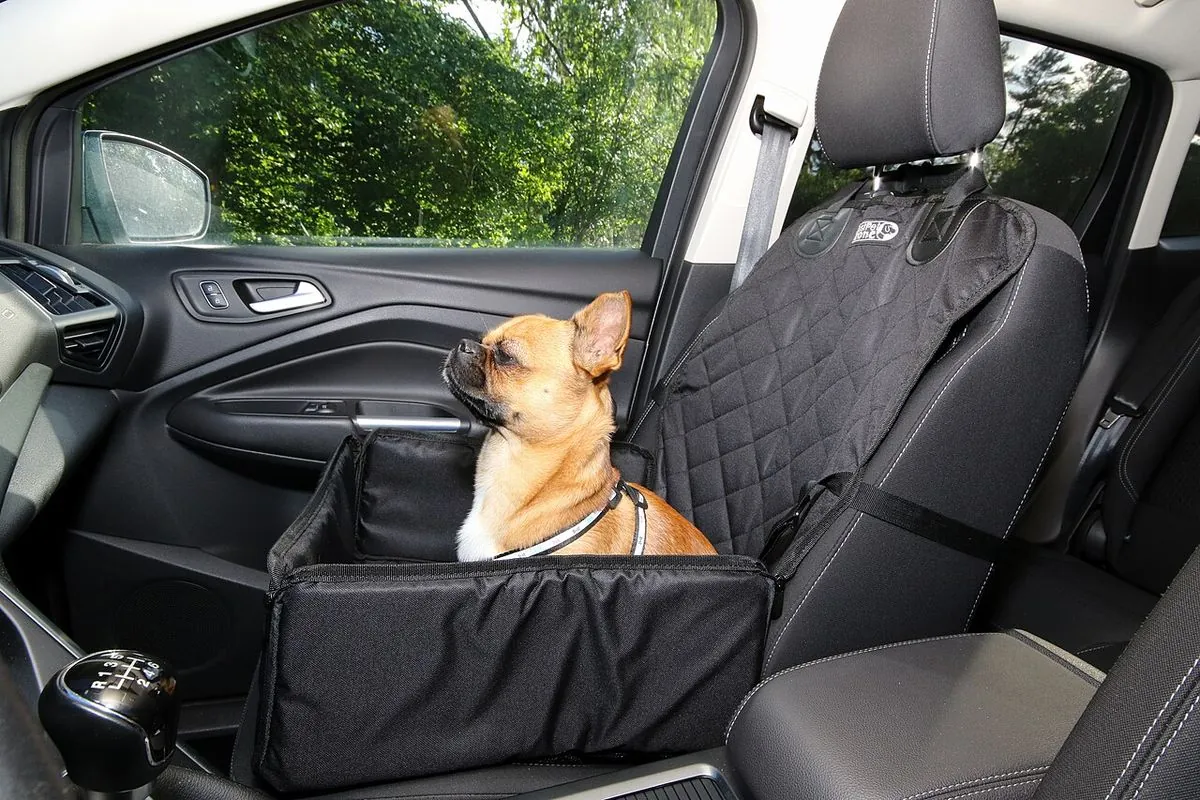 Small dog in a harness clipped into a car seat booster on the front seat