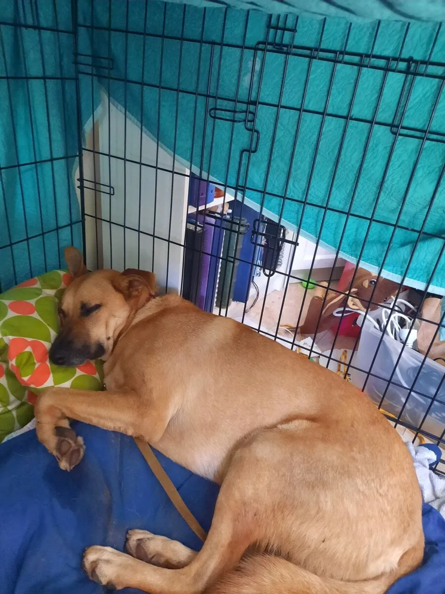 Dog sleeping on a cushion inside an open wire dog crate