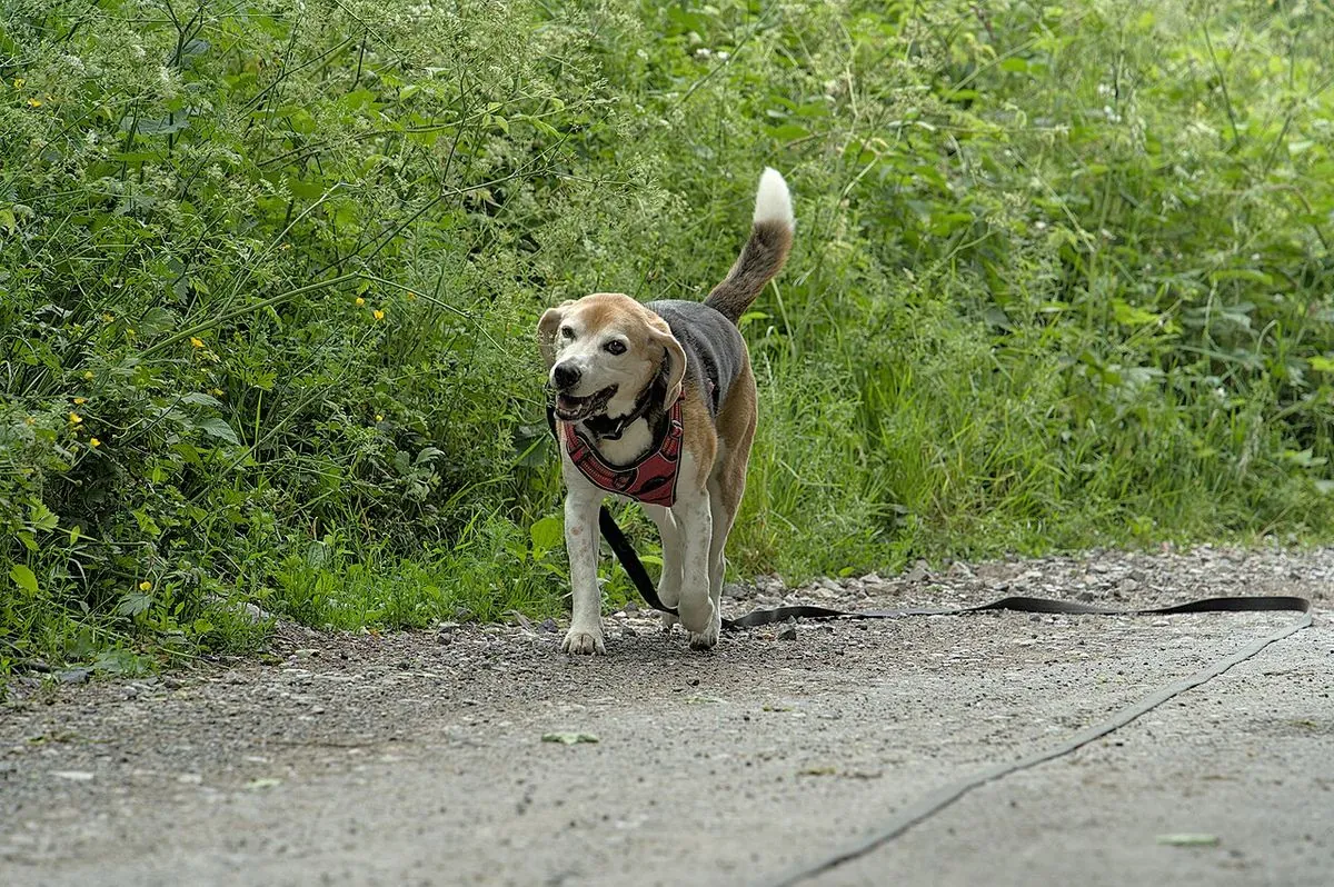 Dog walking on a trail in a padded red harness with a long leash attached