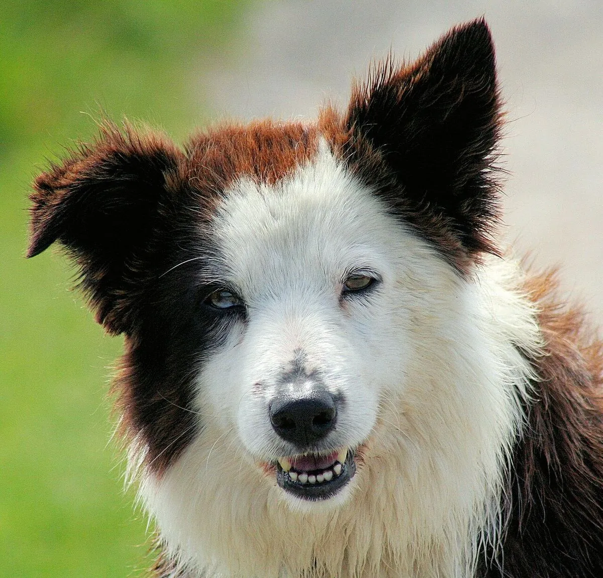 Close up portrait of a brown and white Border Collie with prick ears
