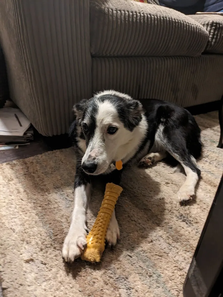 Senior Border Collie lying on a rug with a chew toy