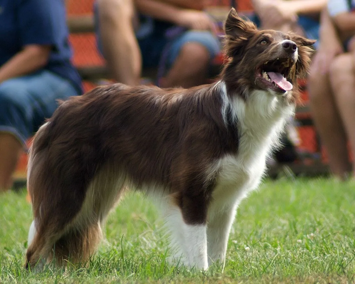 Red and white Border Collie standing on grass looking up