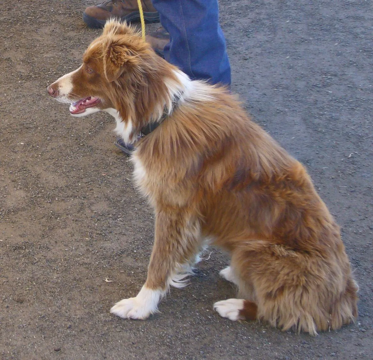 Red and white Border Collie sitting calmly on a leash