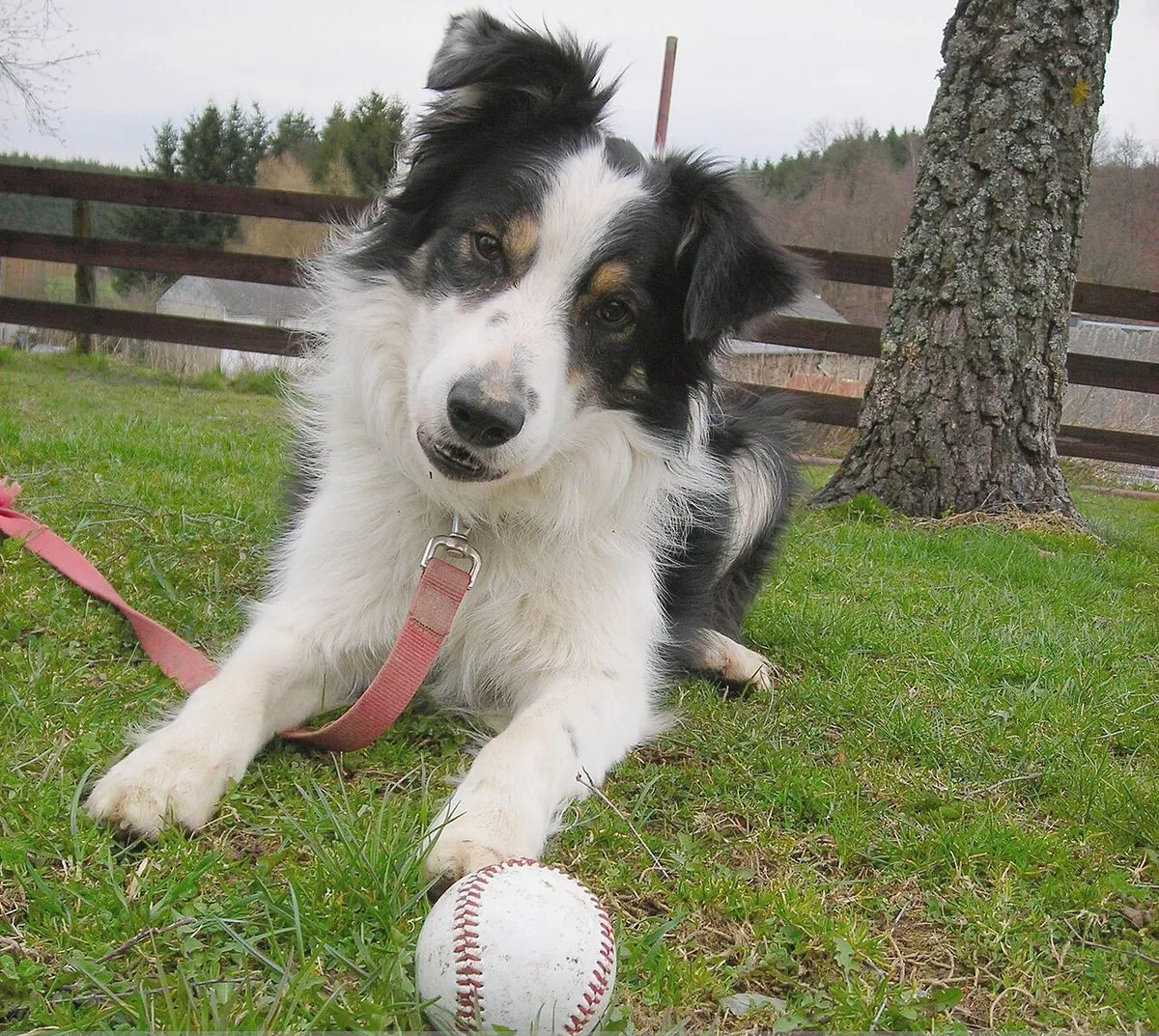 Tricolor Border Collie lying on grass in front of a fence