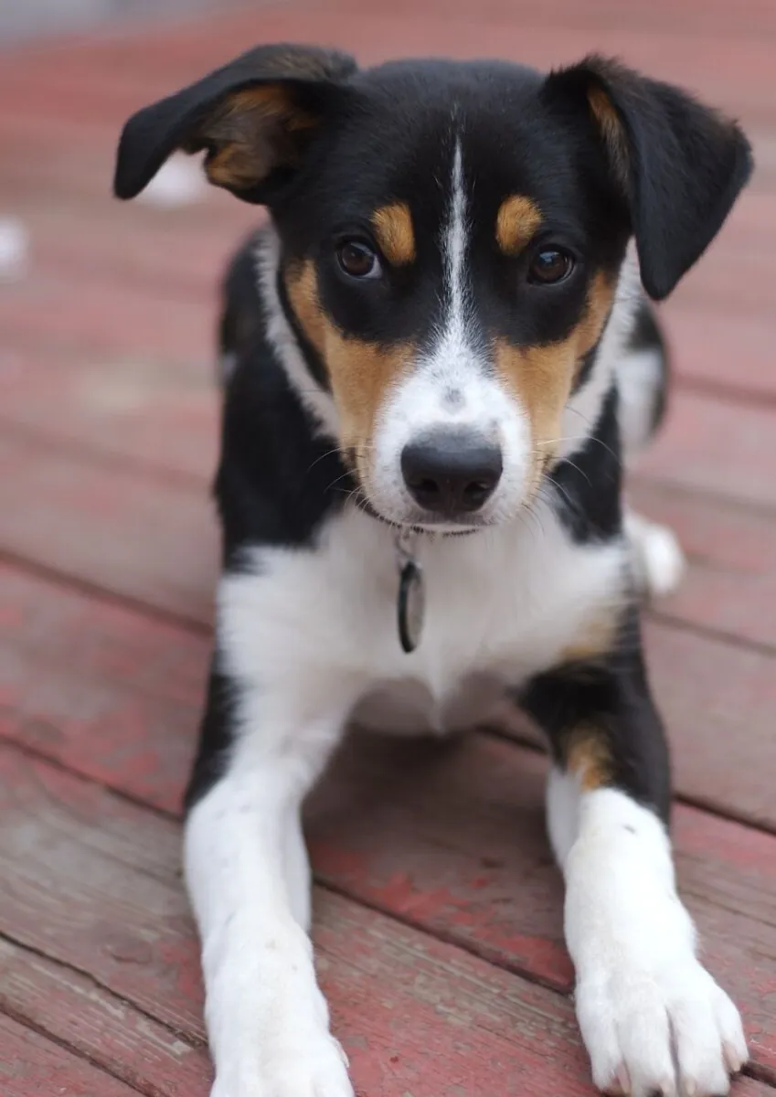 Smooth coat tricolor Border Collie puppy lying down and watching attentively
