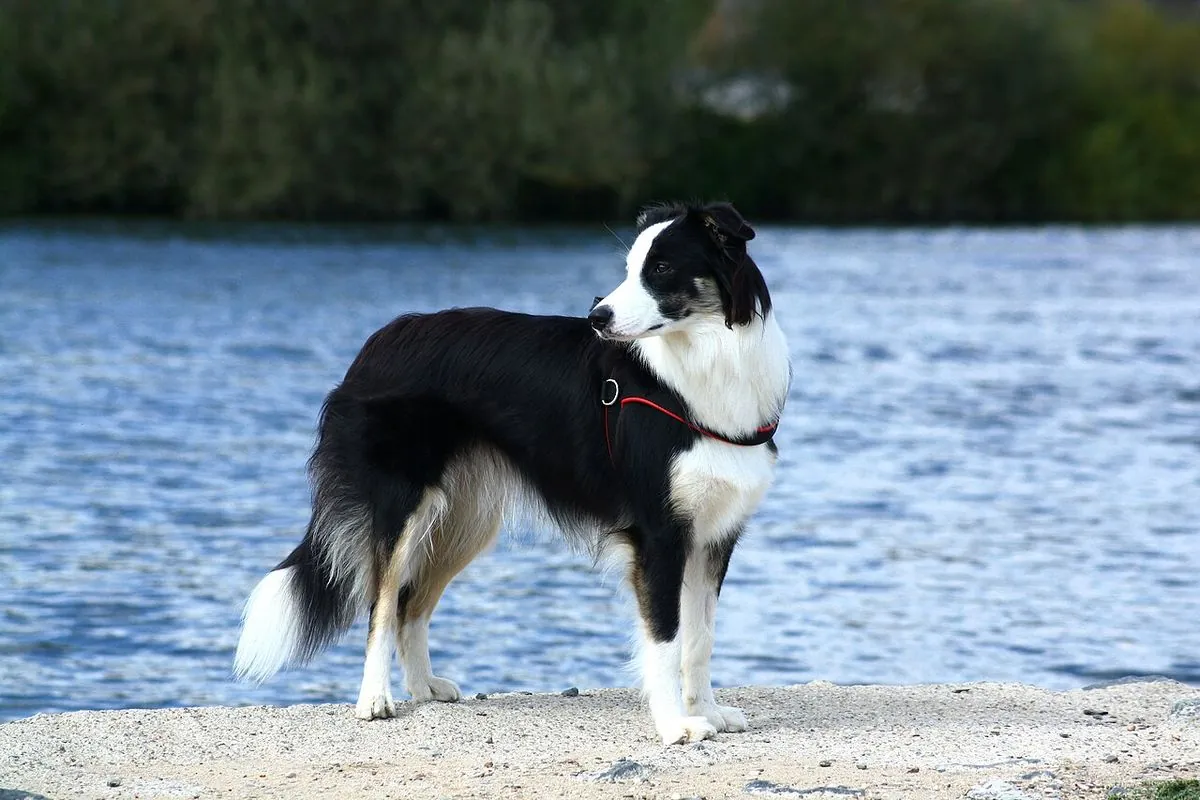 Lean Border Collie at a healthy weight standing beside a river