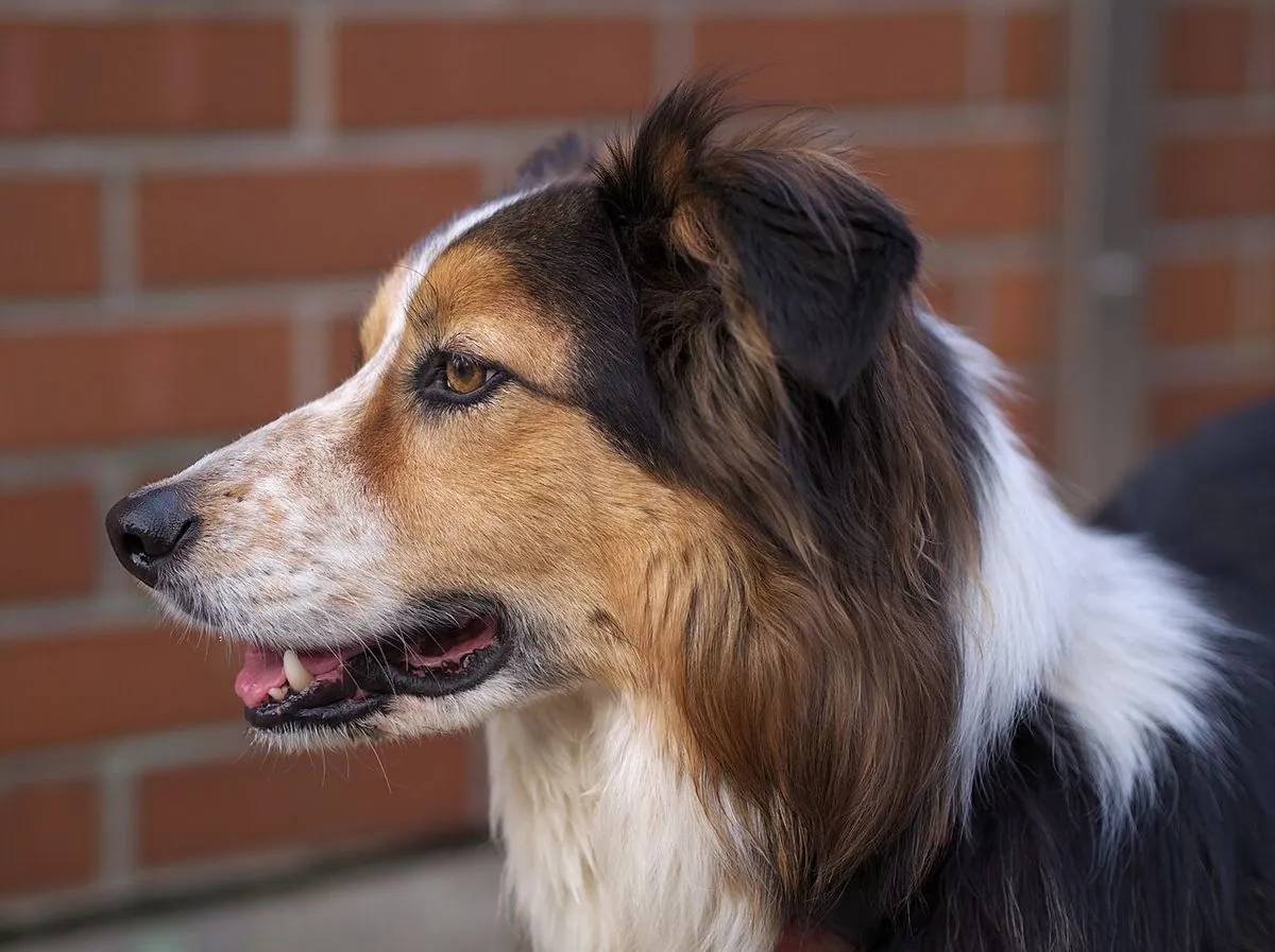 Red tricolor Border Collie in profile against a brick wall