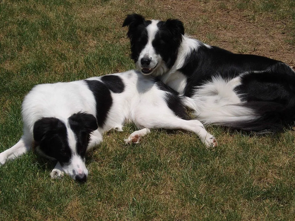 Two black and white Border Collies lying together on the grass