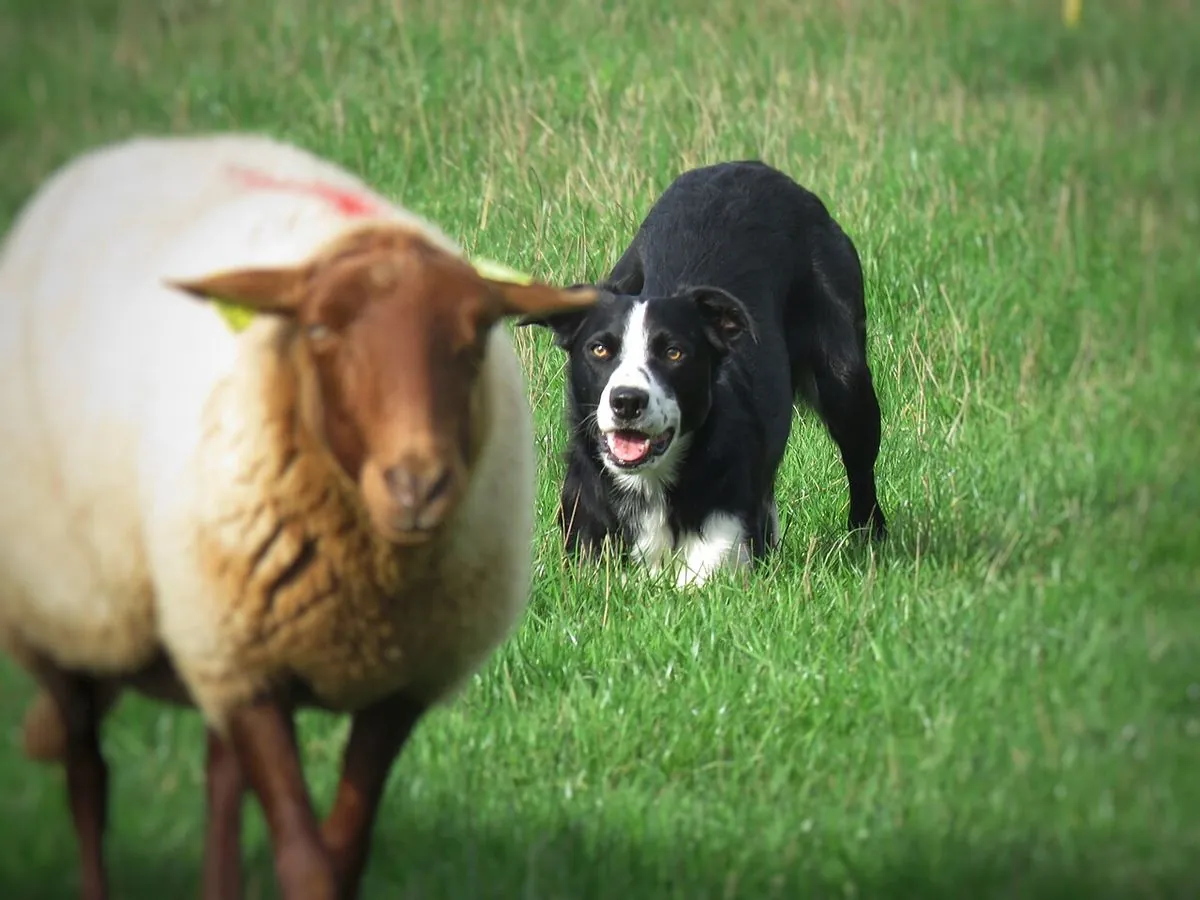 Working line Border Collie crouched in the grass facing a sheep